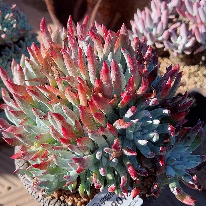 9075莫然一杂交仙女杯多肉