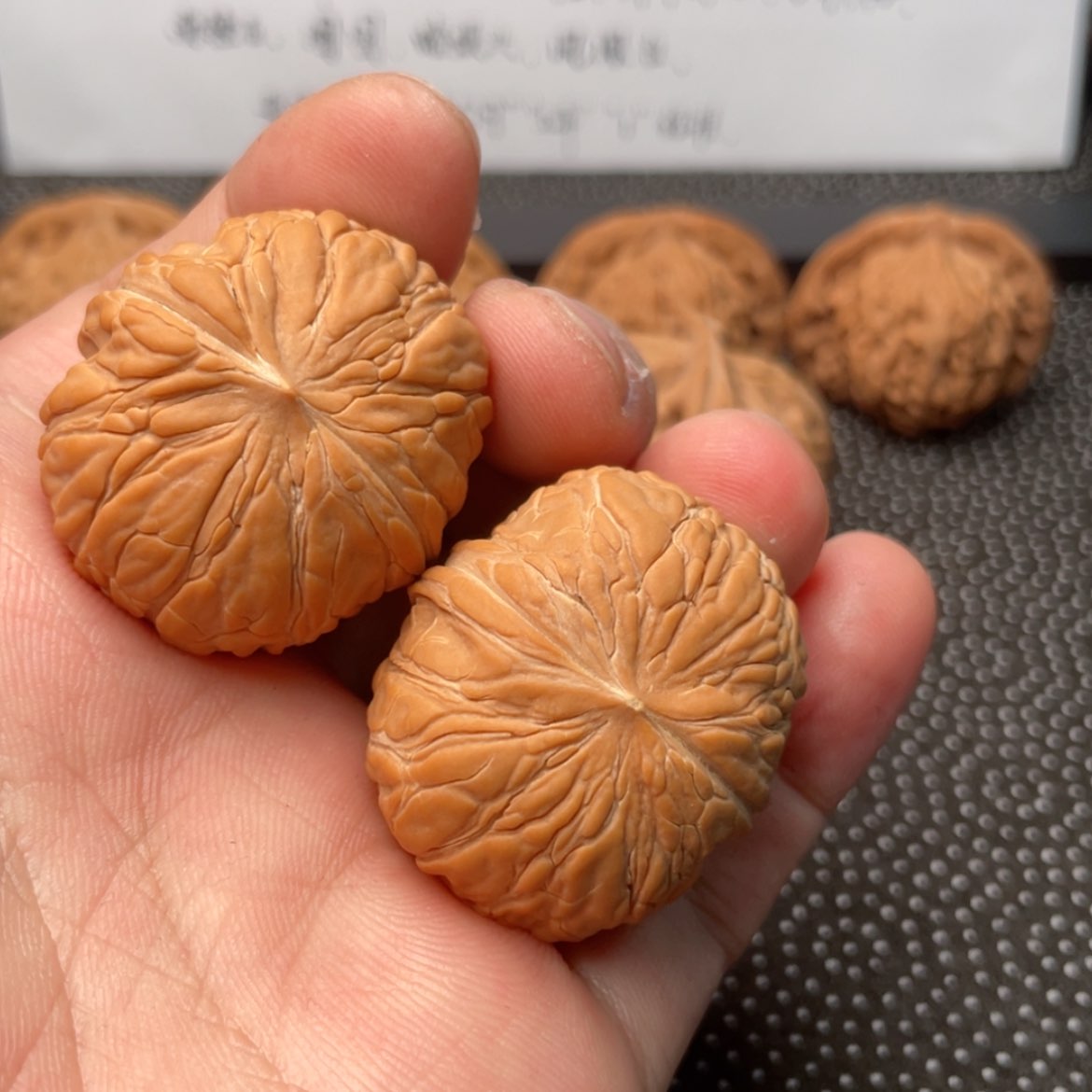 【闪购商品】核桃其他九****山佛姬37尺寸2143