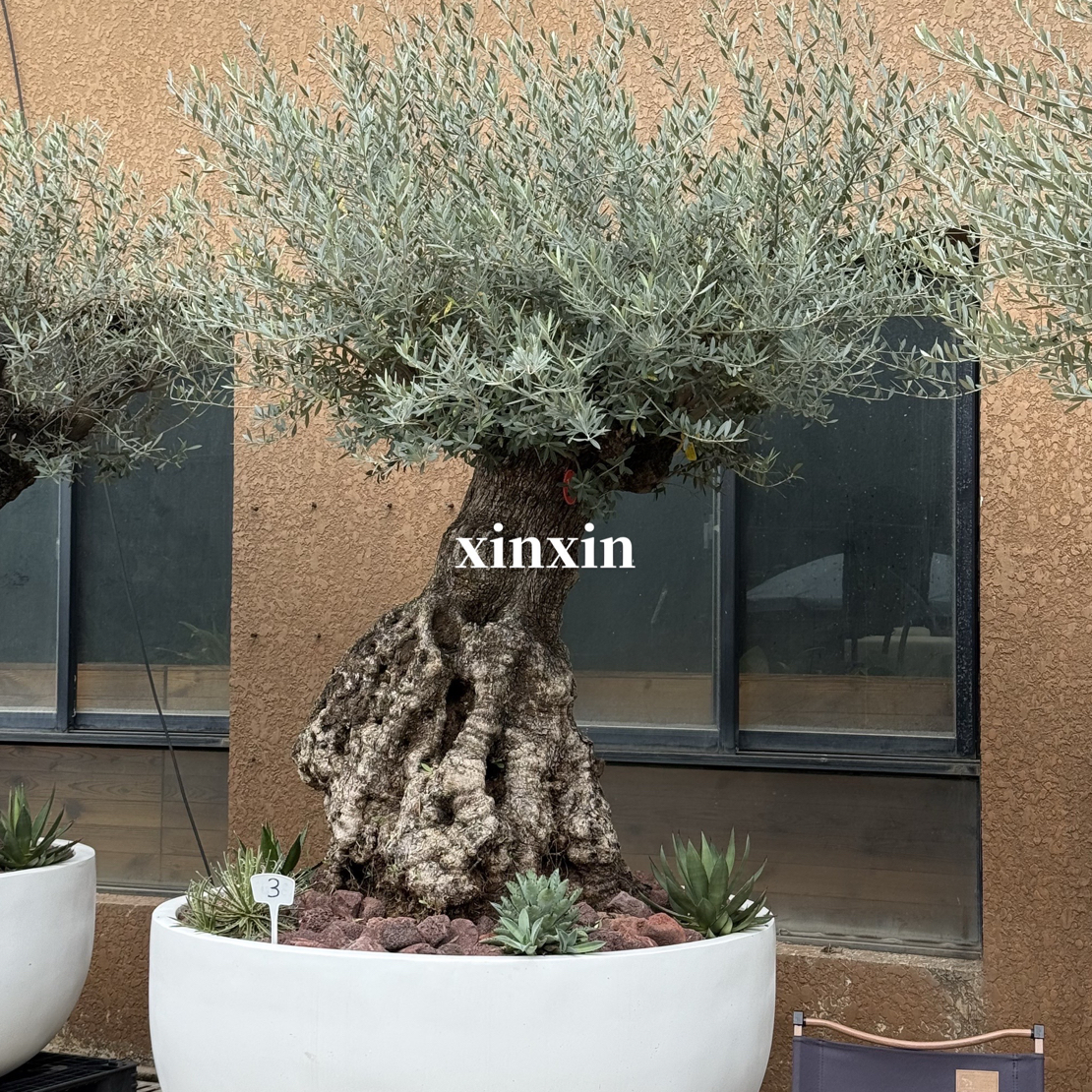 3号西班牙百年老桩油橄榄 艺术感氛围感十足定金 不包邮