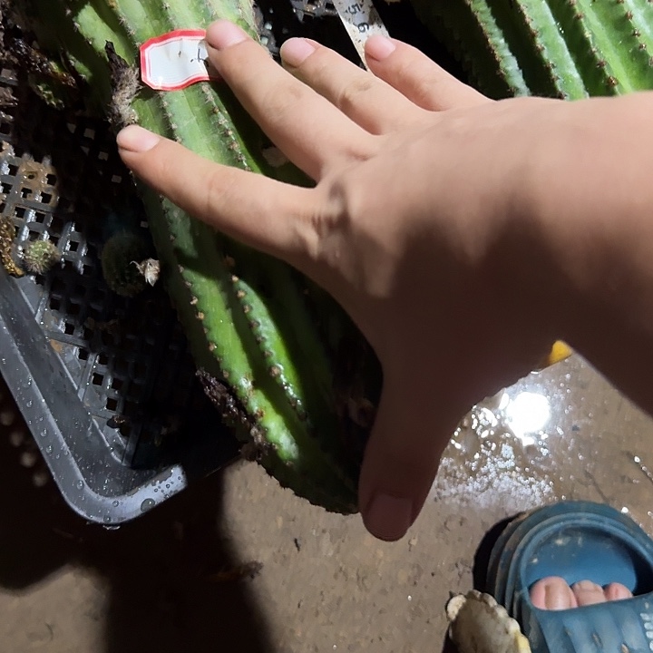 老****金刚高35公分仙人球