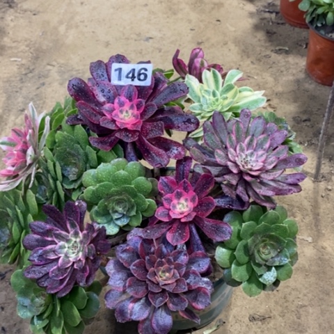 146嫁接多品种1456788