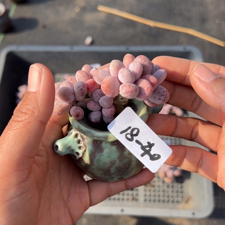 18-40奶酪小鹿园艺