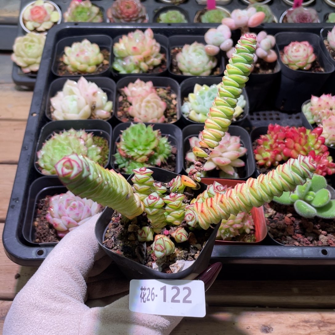 花利美26-122钱串子