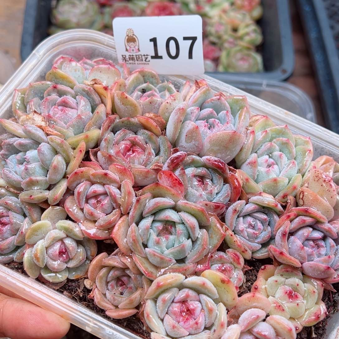 多肉植物多肉植物