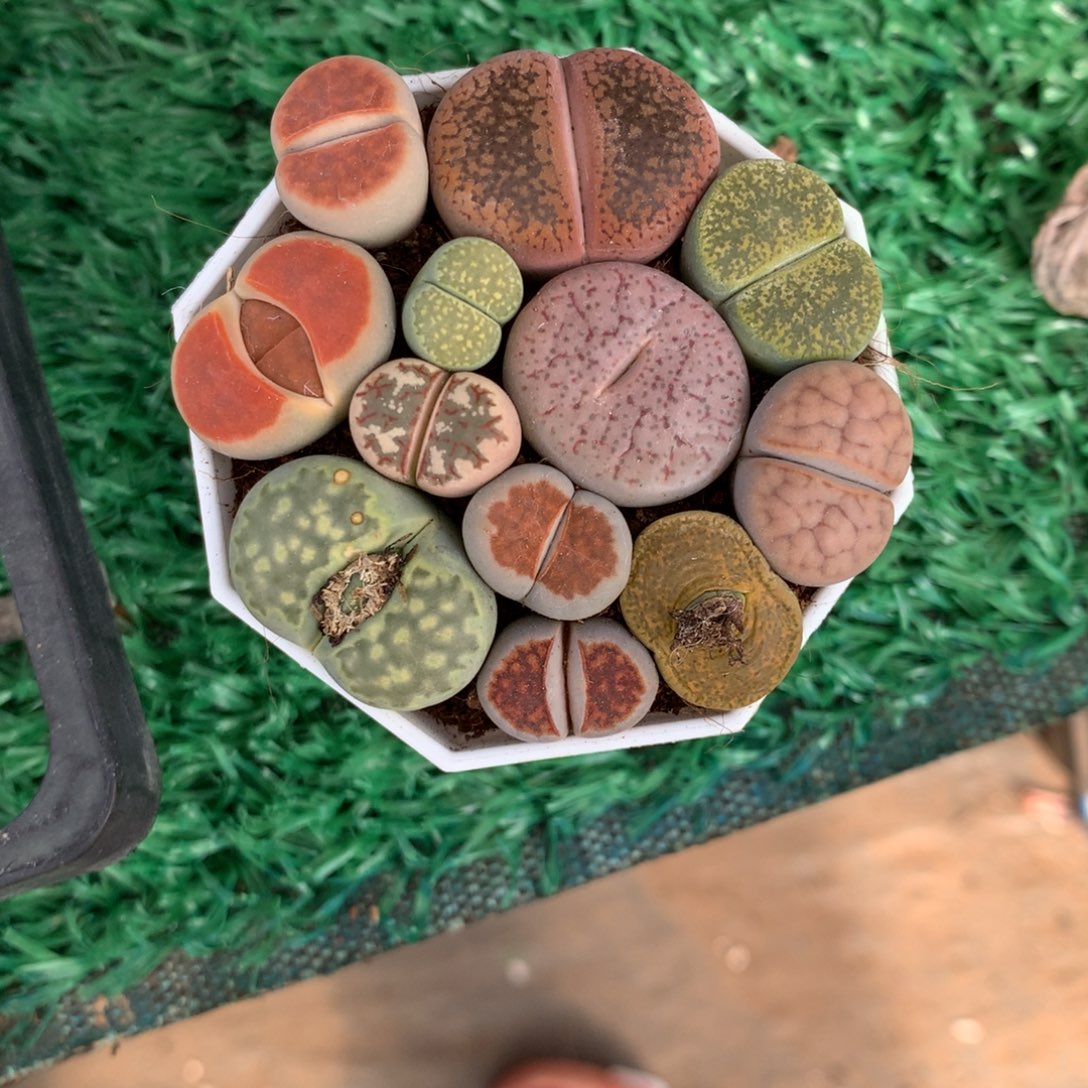 屁屁小群多肉植物