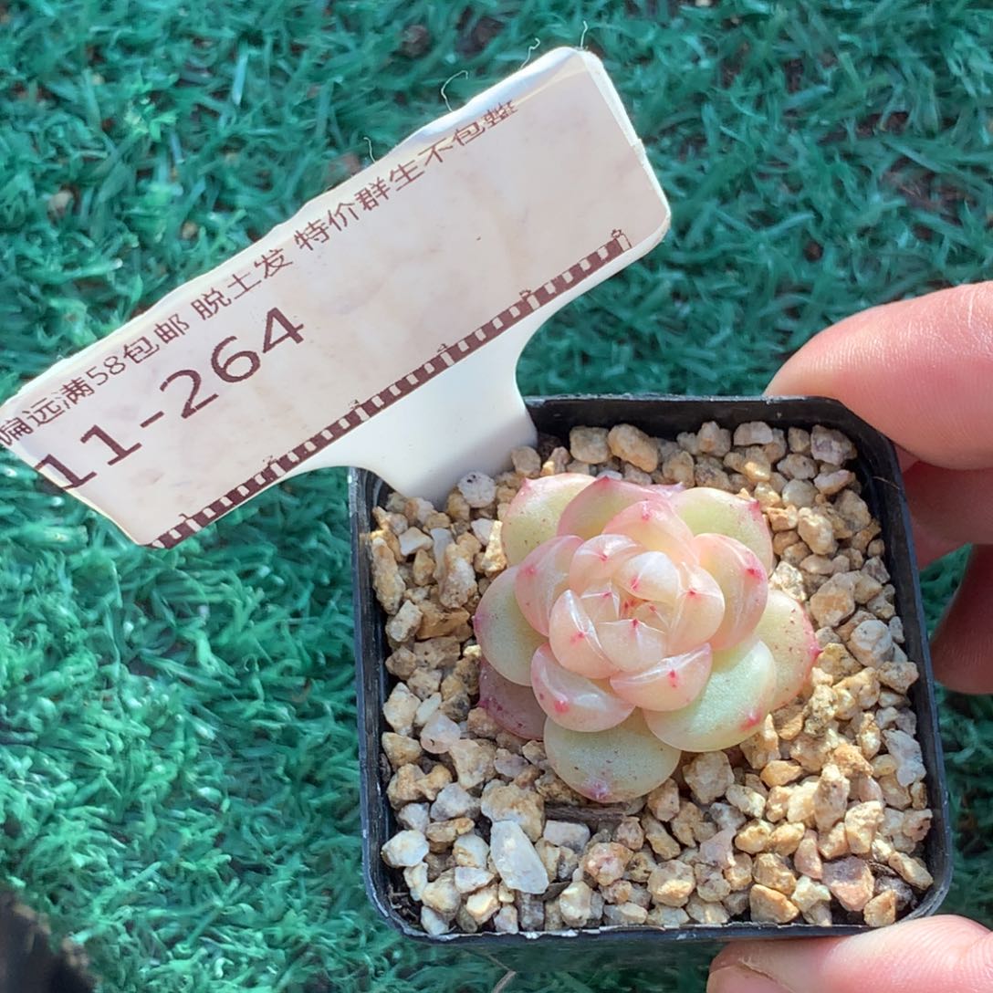 丸叶白珍妮超级福利