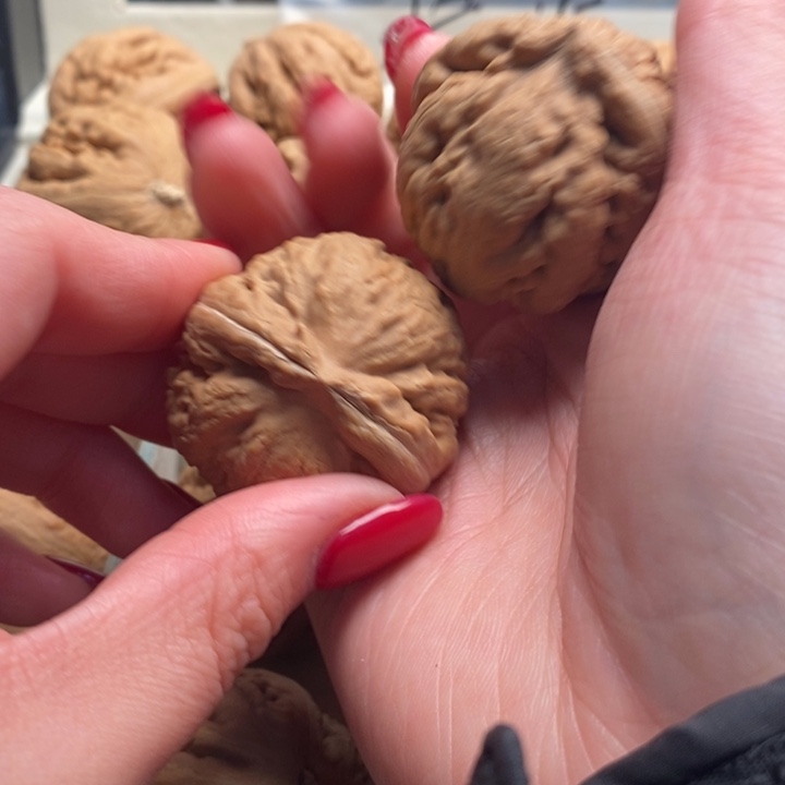 *****霸王龙全品无修一刀没动