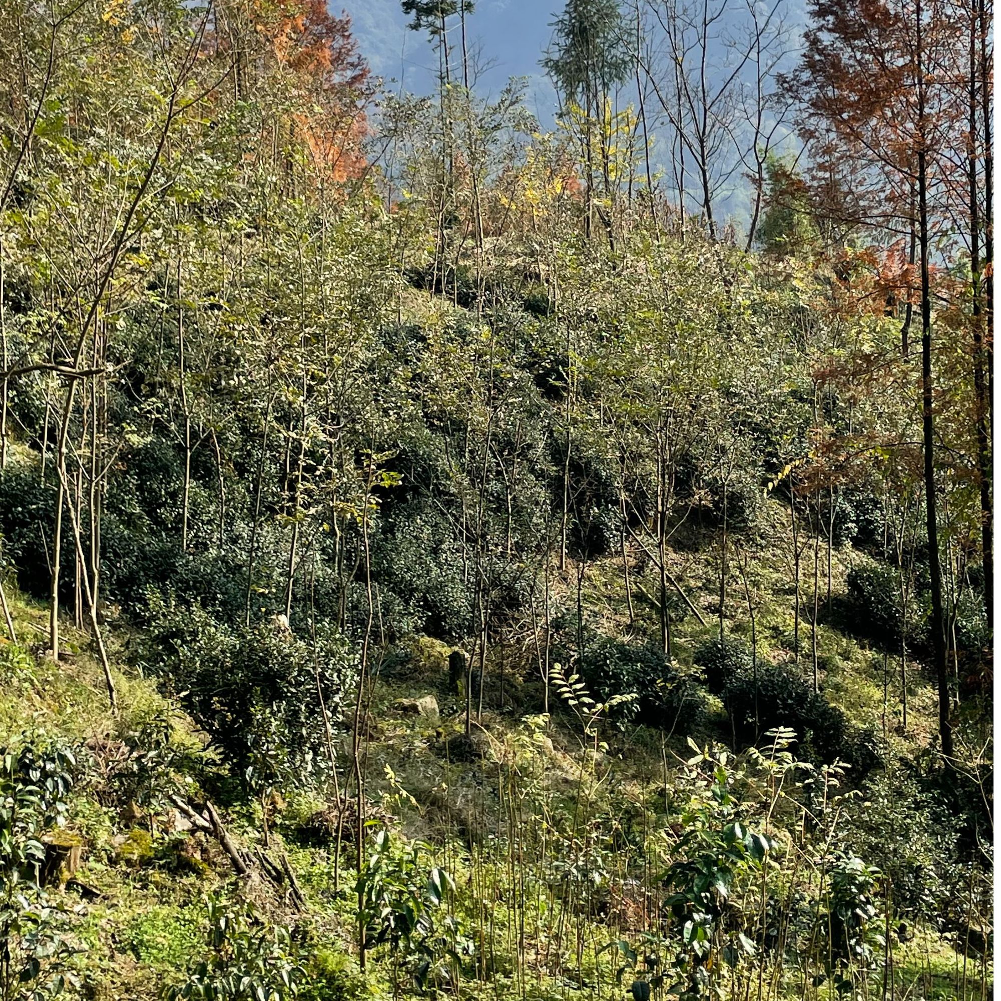 808野放茶每月1号发2款上等全手工野放茶各2泡全年48泡玩家级好茶