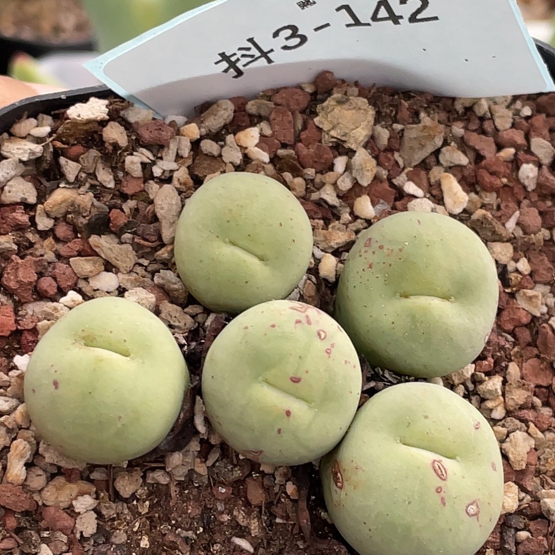 3-142嘴多肉植物肉植物