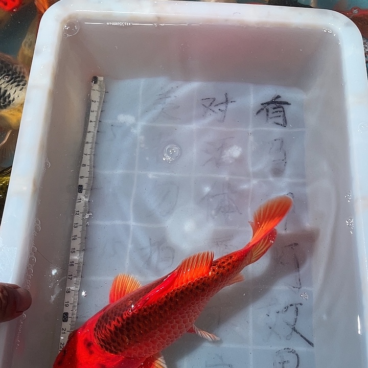 蝴蝶鲤渔场直发33