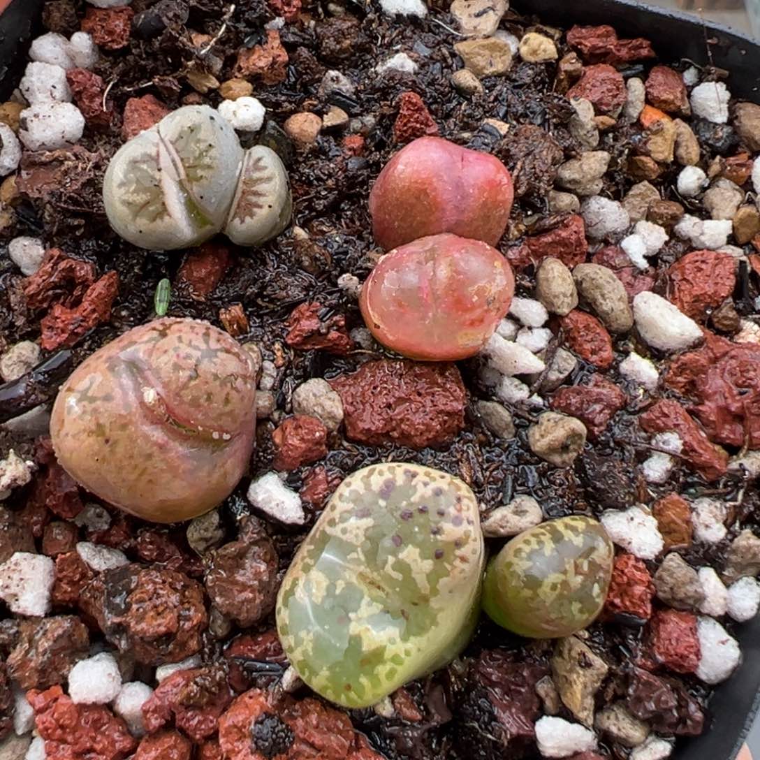 ****⍣11.9好看的多肉脱土发货957