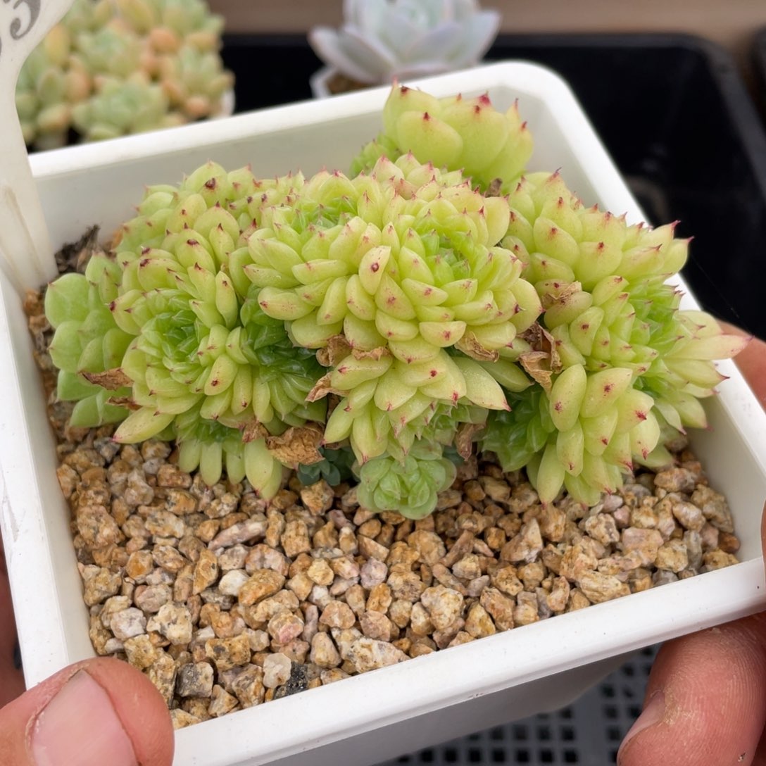 0533麦秆不带盆11厘米