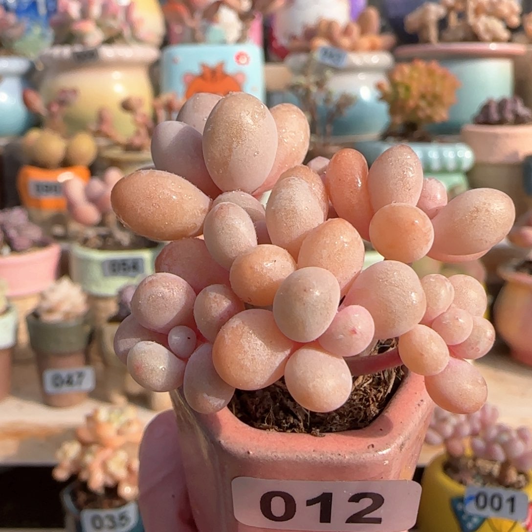 优选 手捧桃蛋 一物一拍