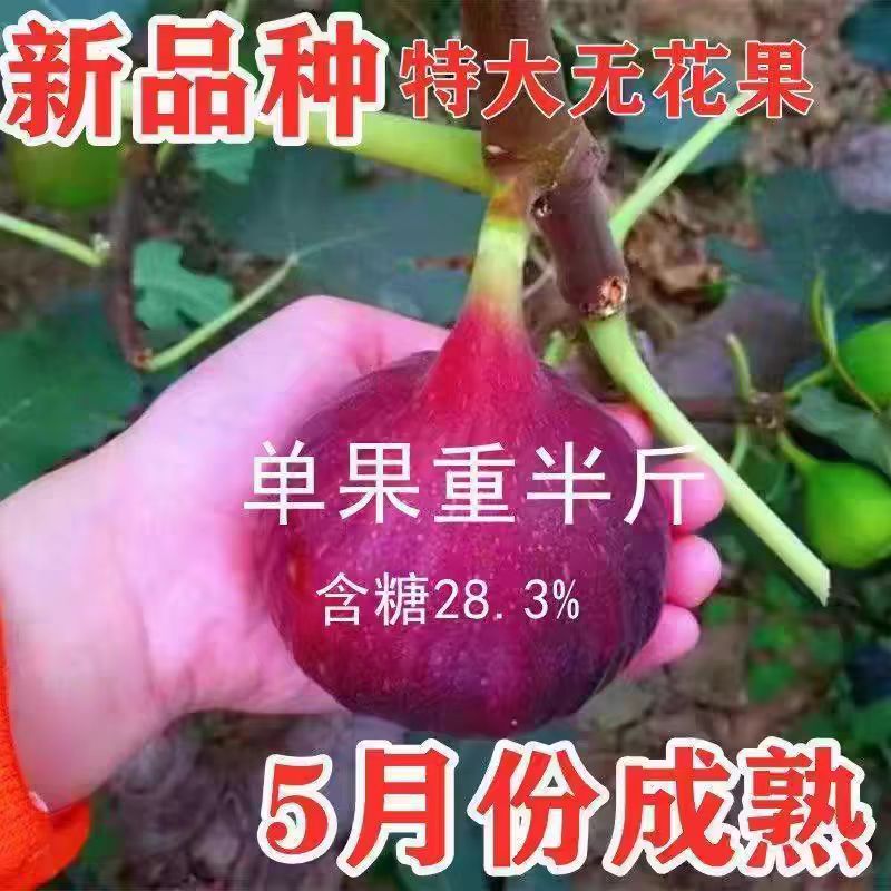 无花果树苗带盆带土