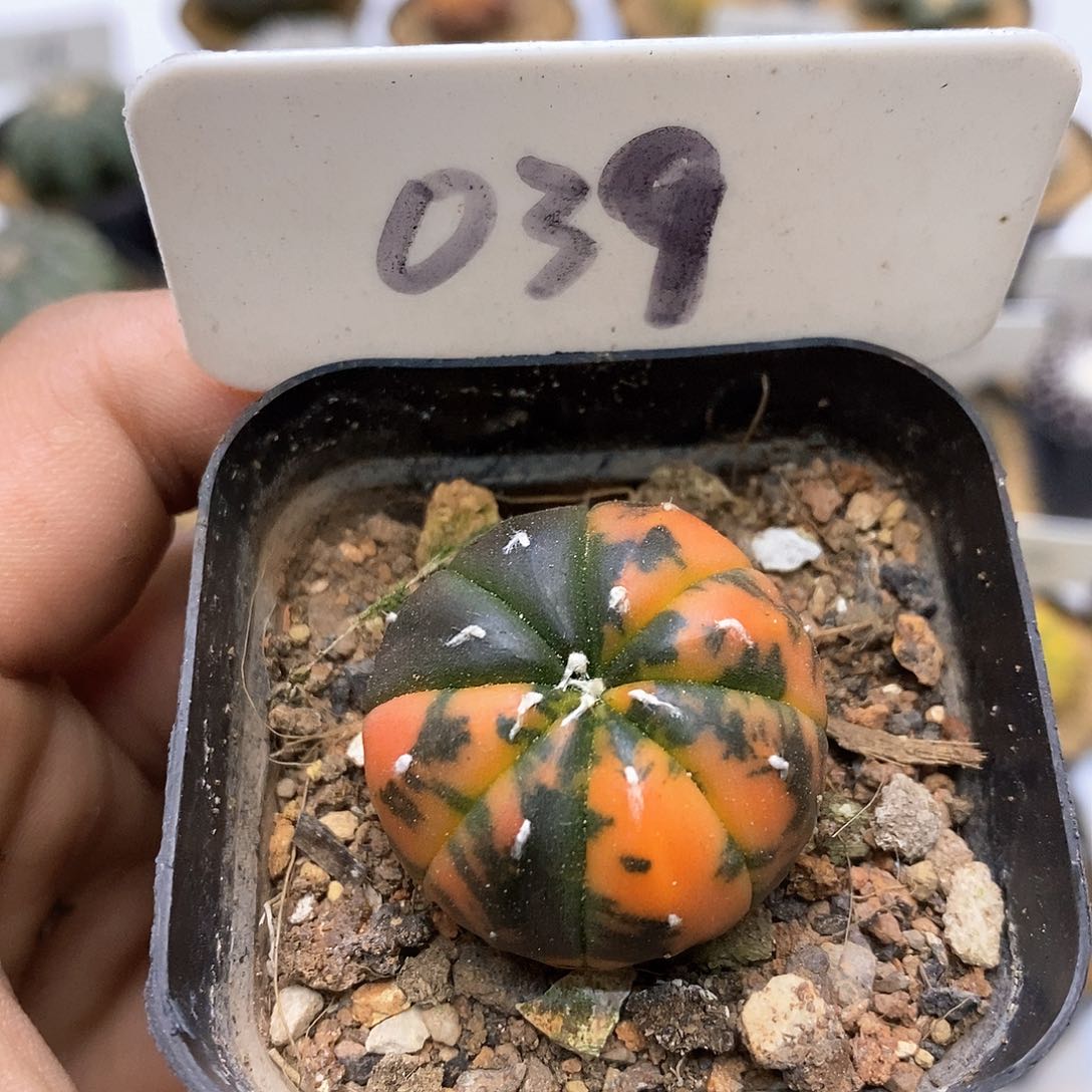 开播特价来了福利