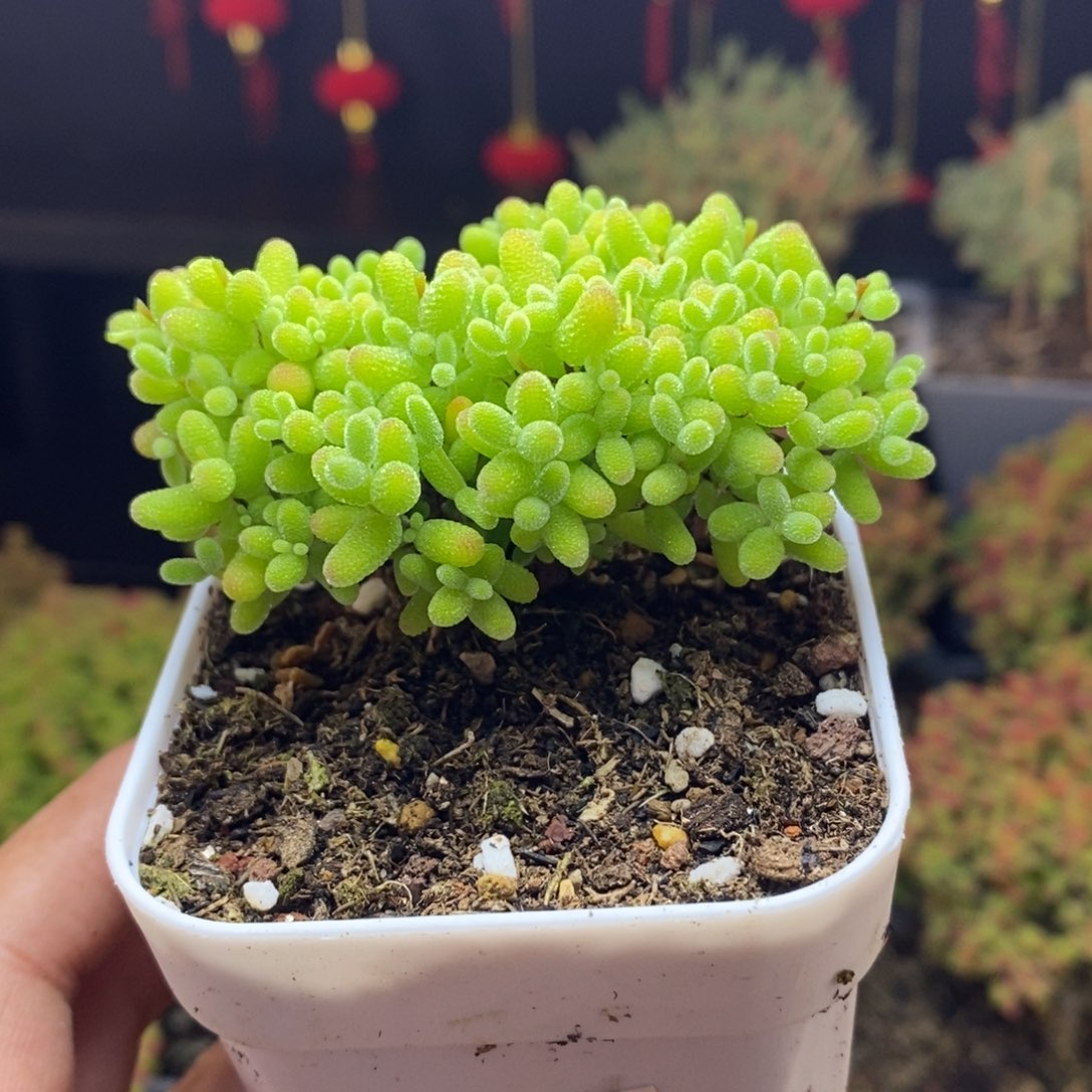 464号蜜橘糖球枝干多肉