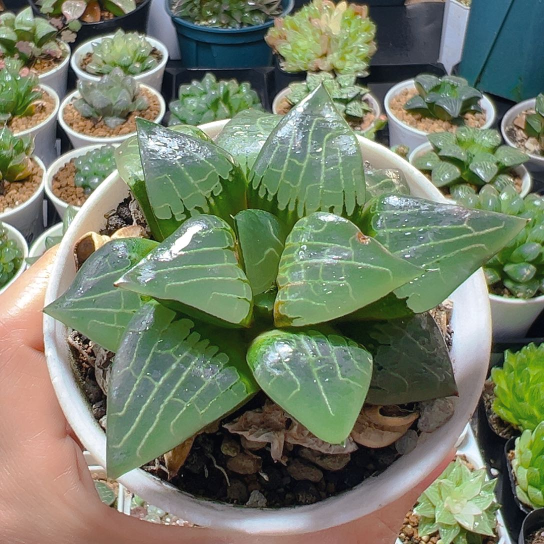 孤品5980多肉植物一颗