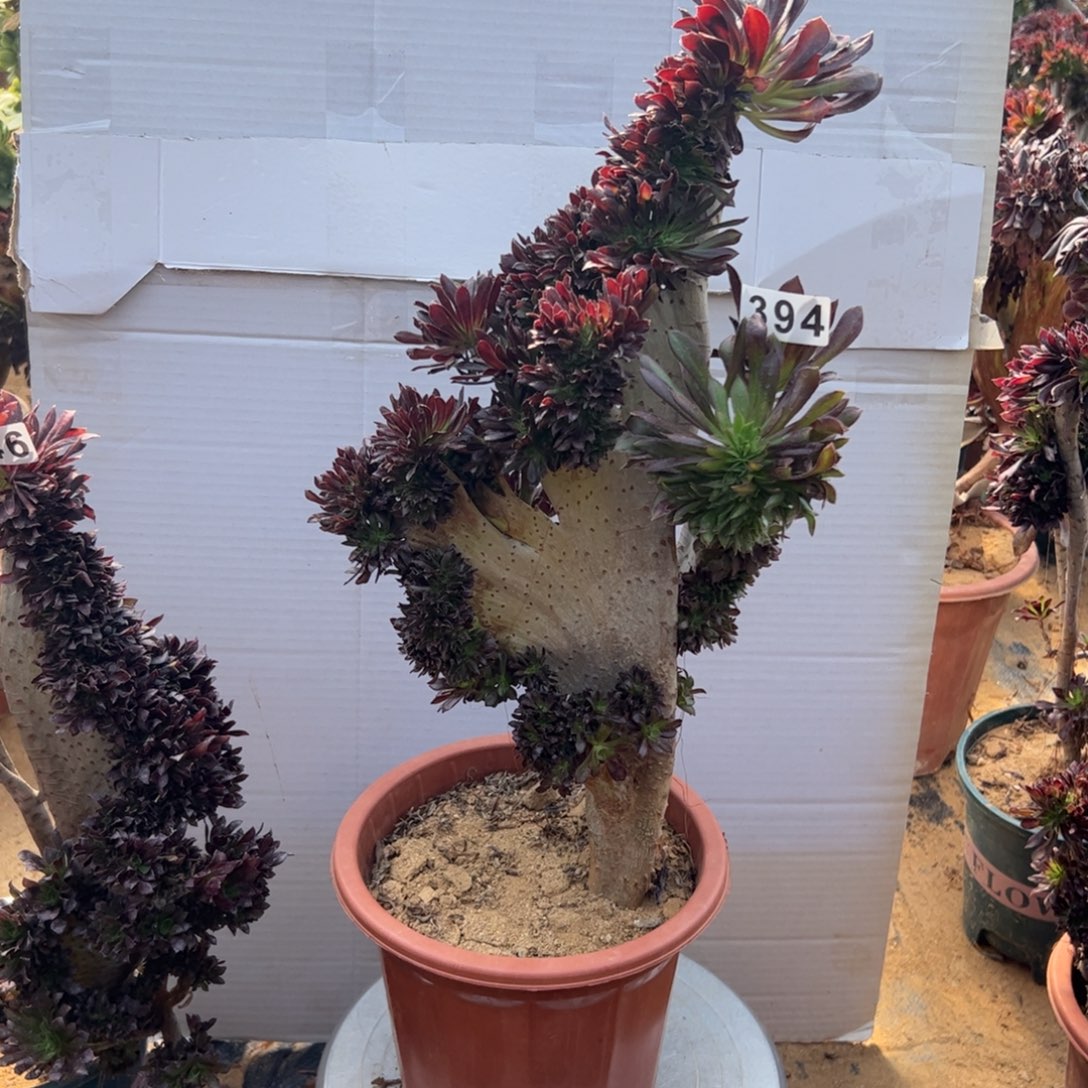 黑缀有伤394高40