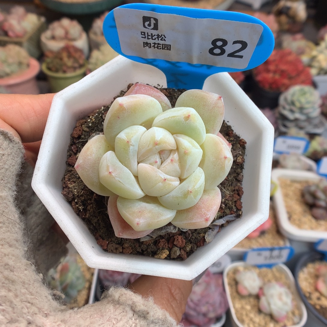 82白底冰玉新年好