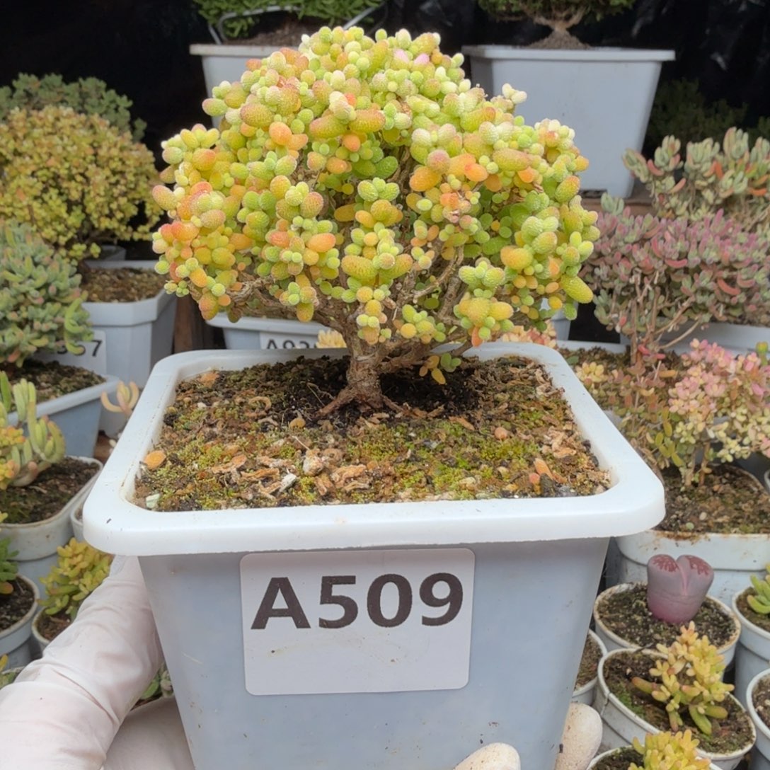 A509精控金桔糖球枝干