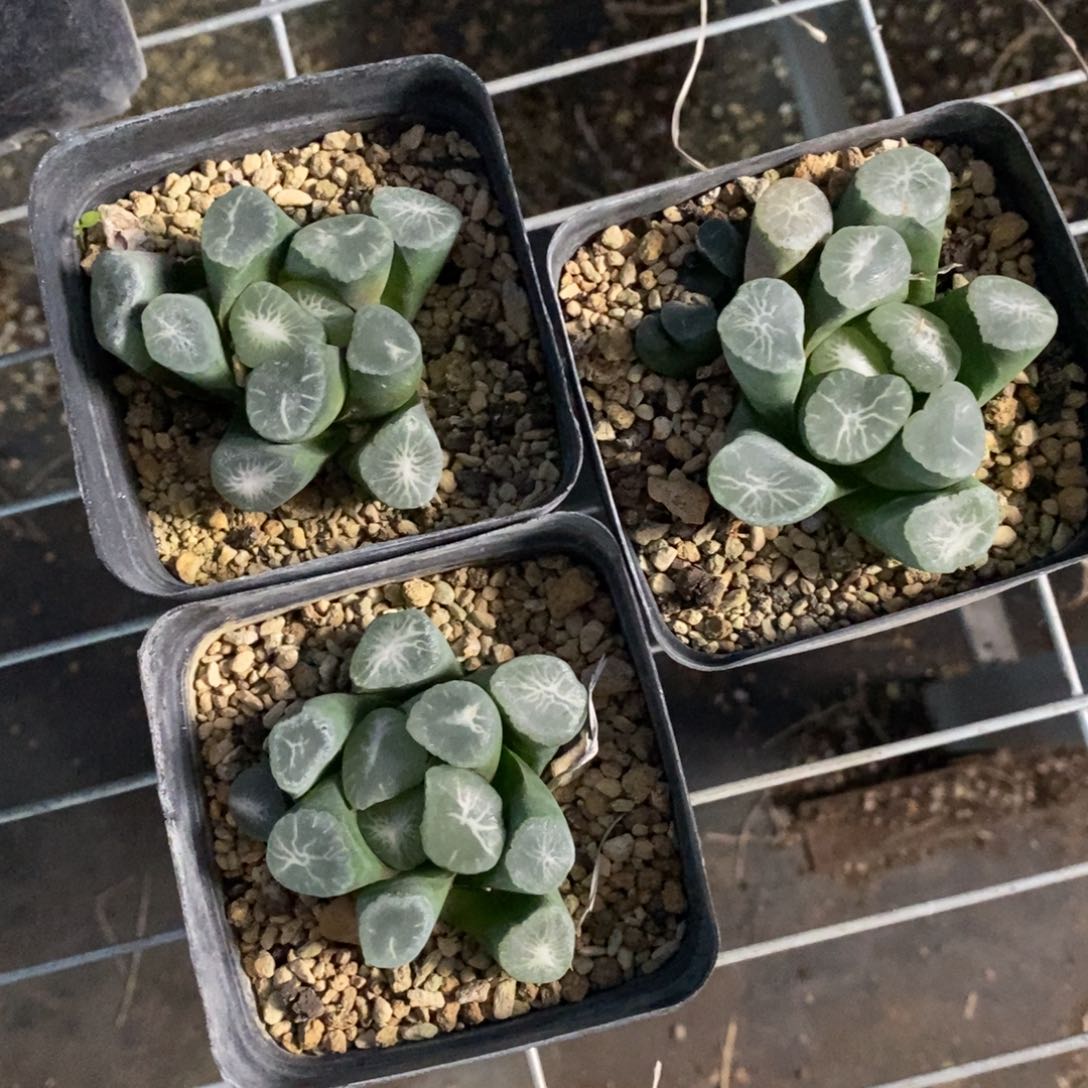 一颗大欧若拉万象 超级福利