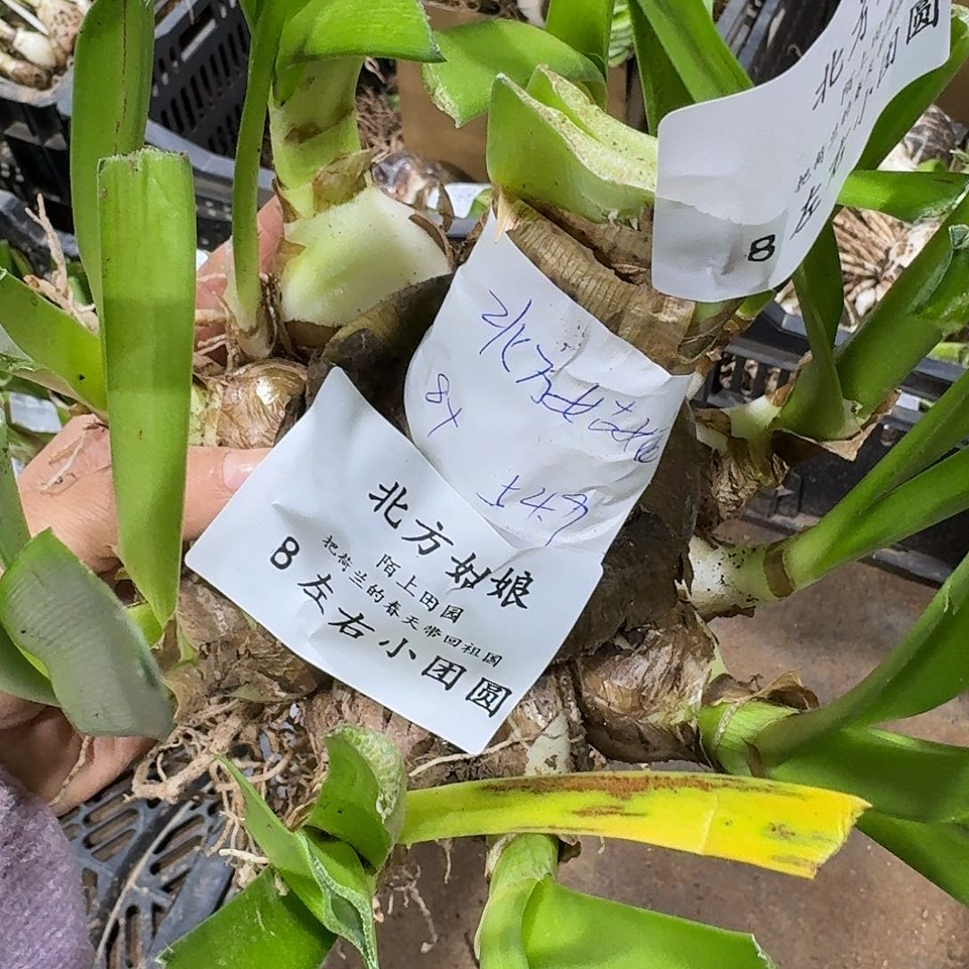 北方姑娘8左右小团圆开花球