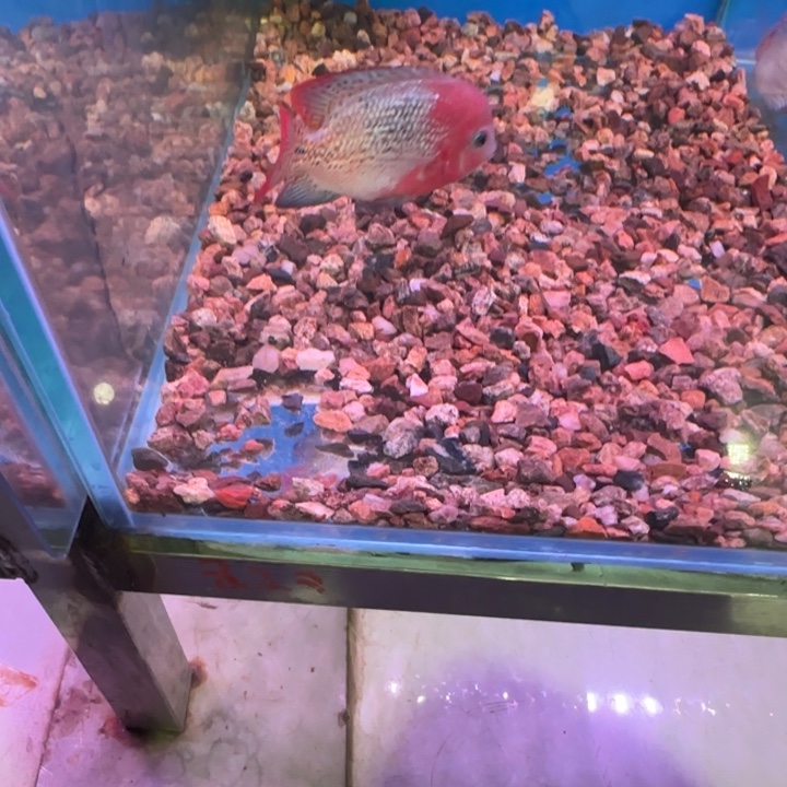 罗汉鱼重血古典罗汉鱼