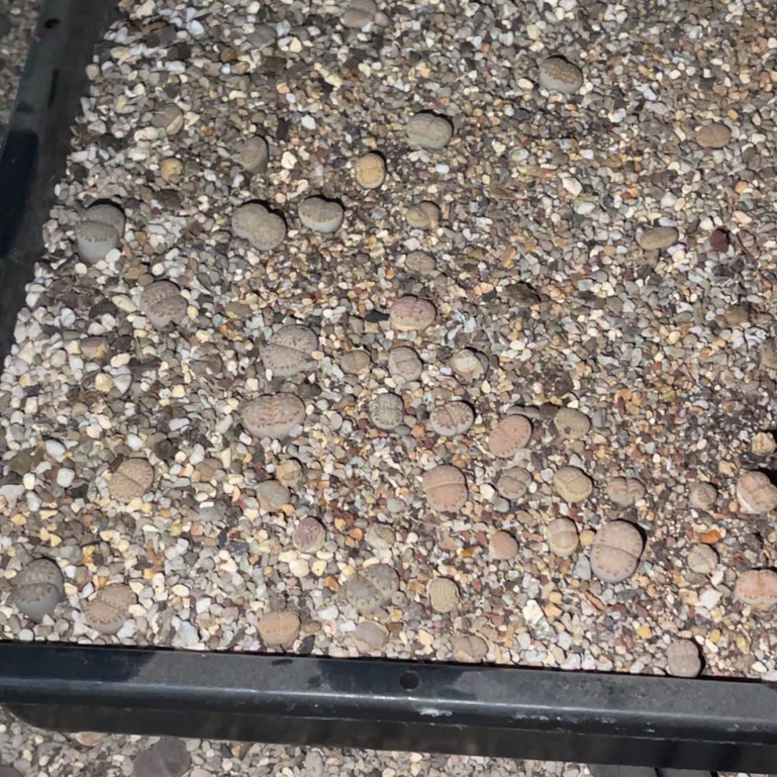 X***Y0206福利筐1不售后