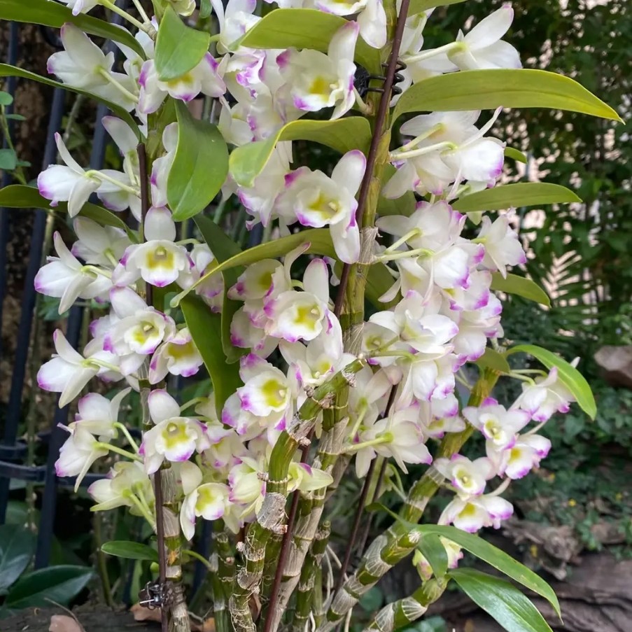 {蓉姐专属}甜心公主春石斛 石斛好养花期长 