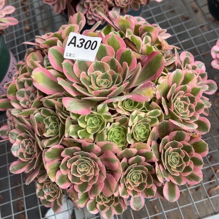 意*意300粉女郎26厘米左右半木