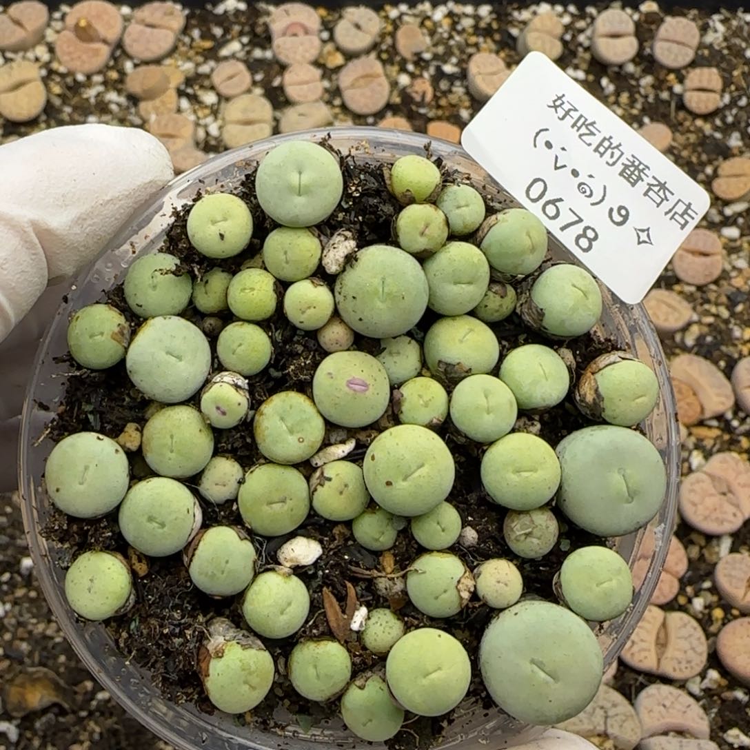 0678。默认脱土。18包邮。偏远88包邮