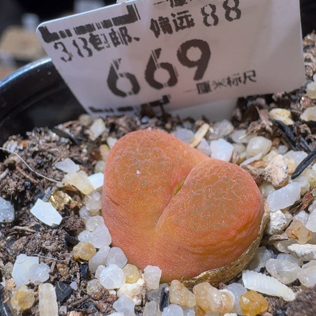 Ssss生石花肉锥66 9