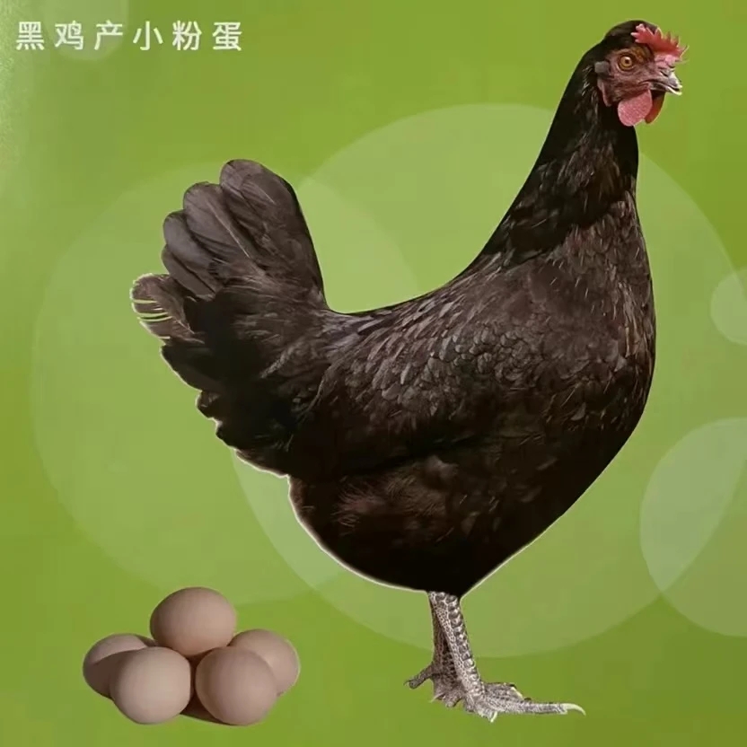 云南高山散养直播产蛋王京粉八肉质鲜嫩 黑凤鸡