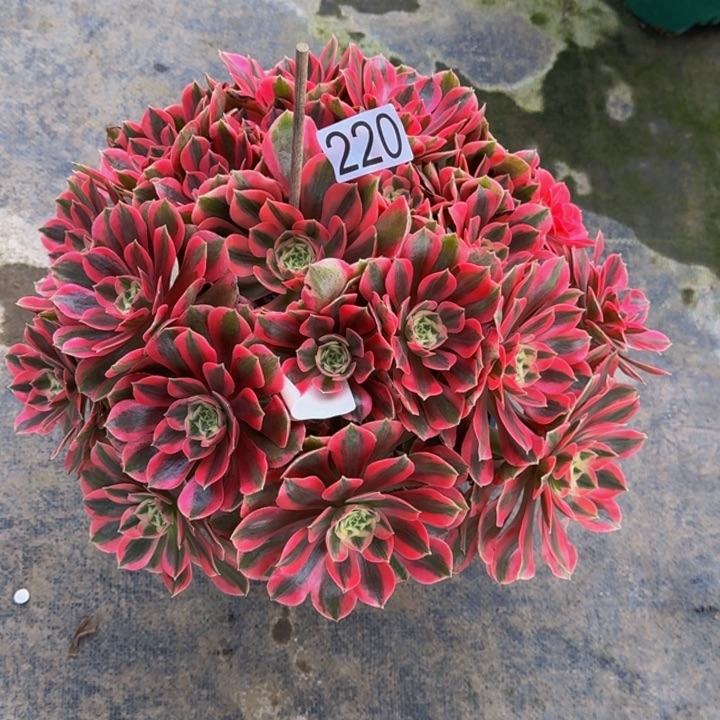 *****00000220女巫福利价