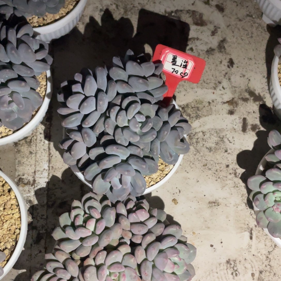 墨***渔墨渔70、                   