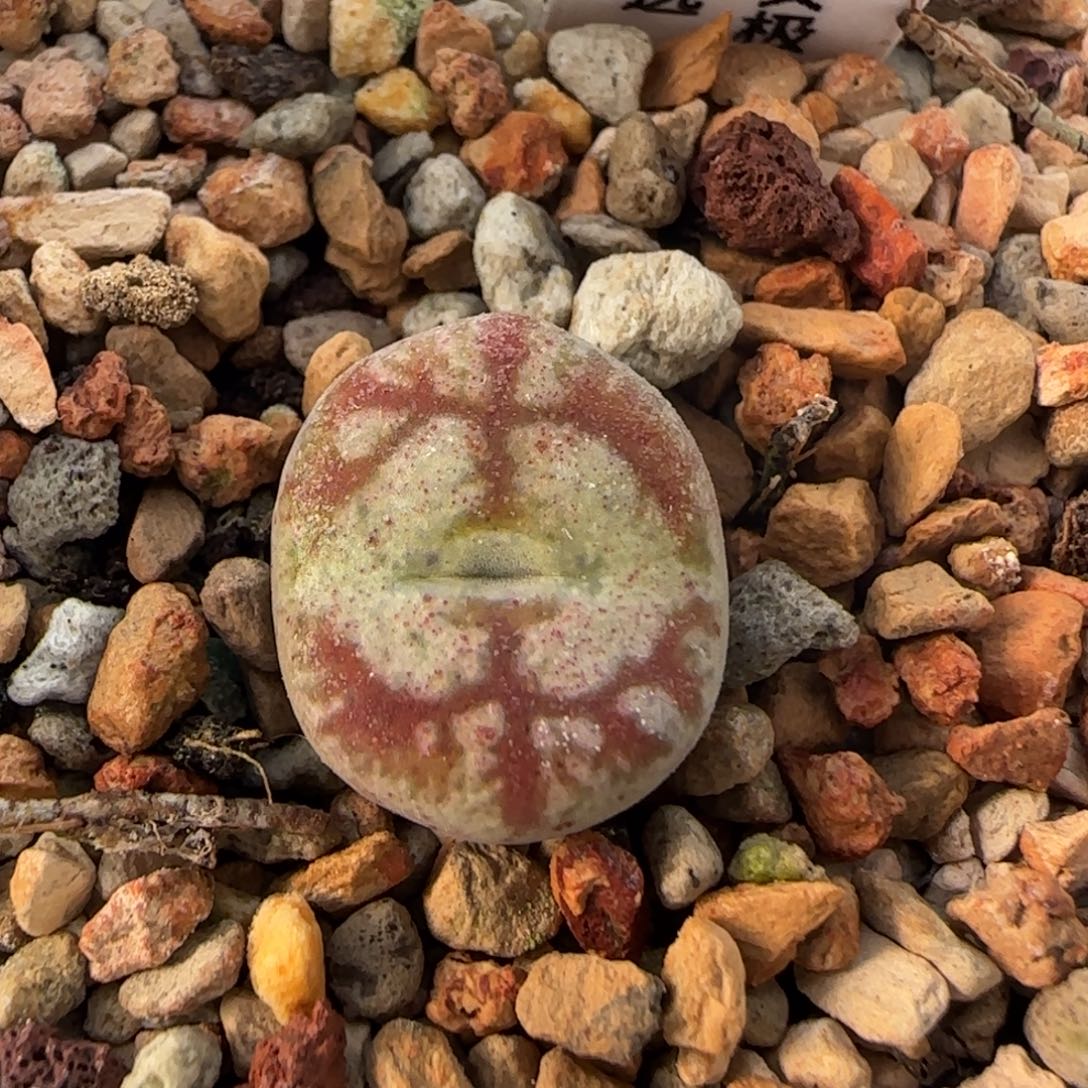 12-25-3-4拍单联系客服延迟发货-八重墨杂1.5cm脱土