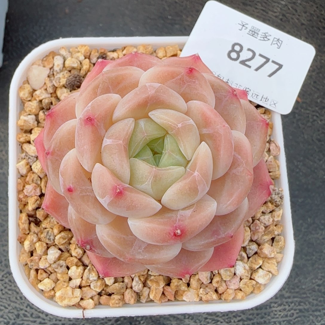 抹茶冰魄，8277多肉