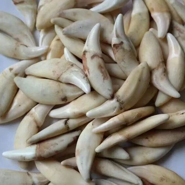 直播间 一物一拍【 NO退NO换 看好再拍 】 狗牙创意饰品