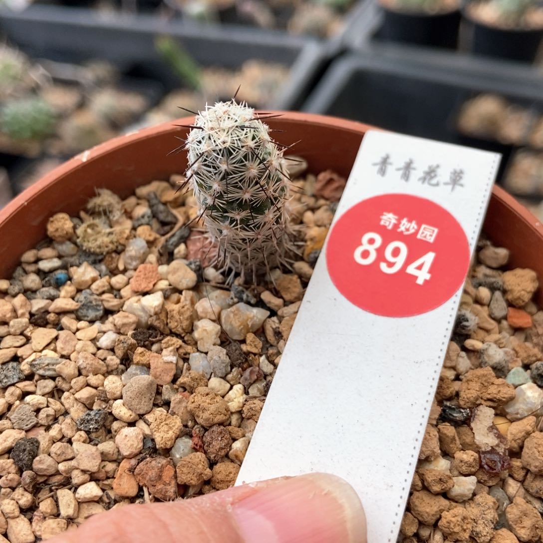 实生圆锥玉都锦1.3cm