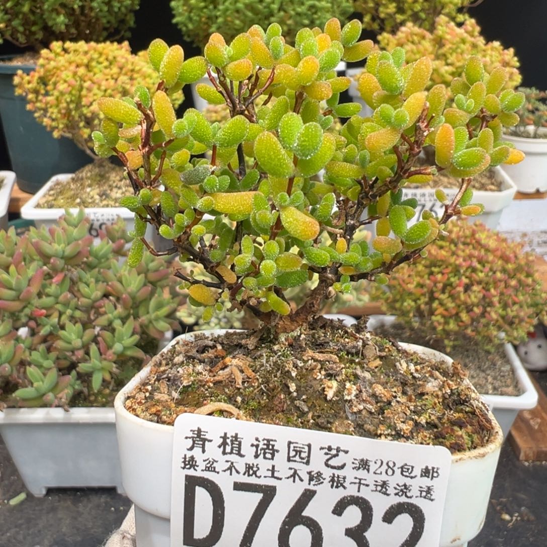 D7632翡翠一物一拍