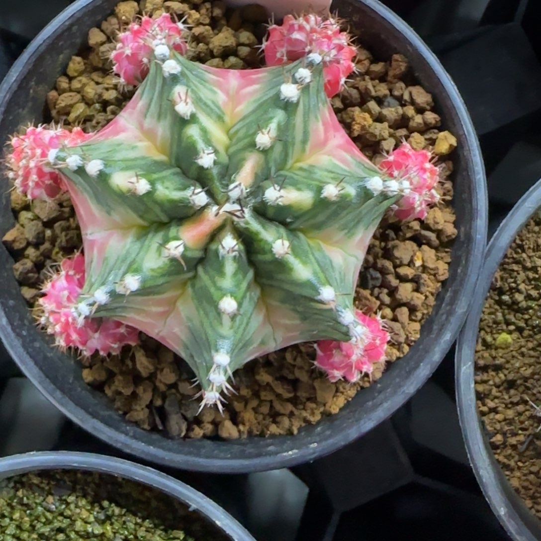 131-0213玛丽团团转脱土发多肉