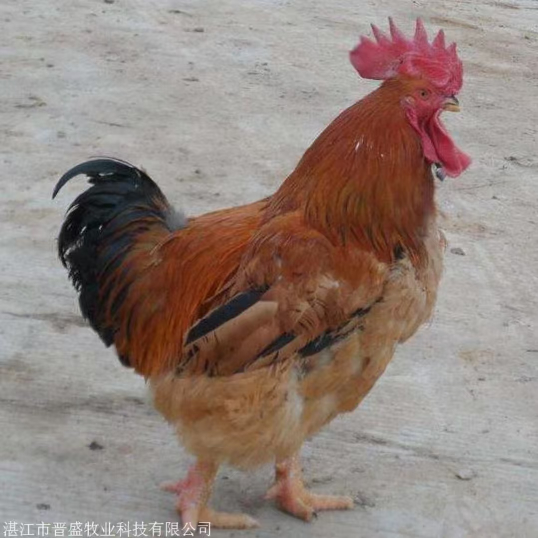 九斤红肉质鲜美到手13只