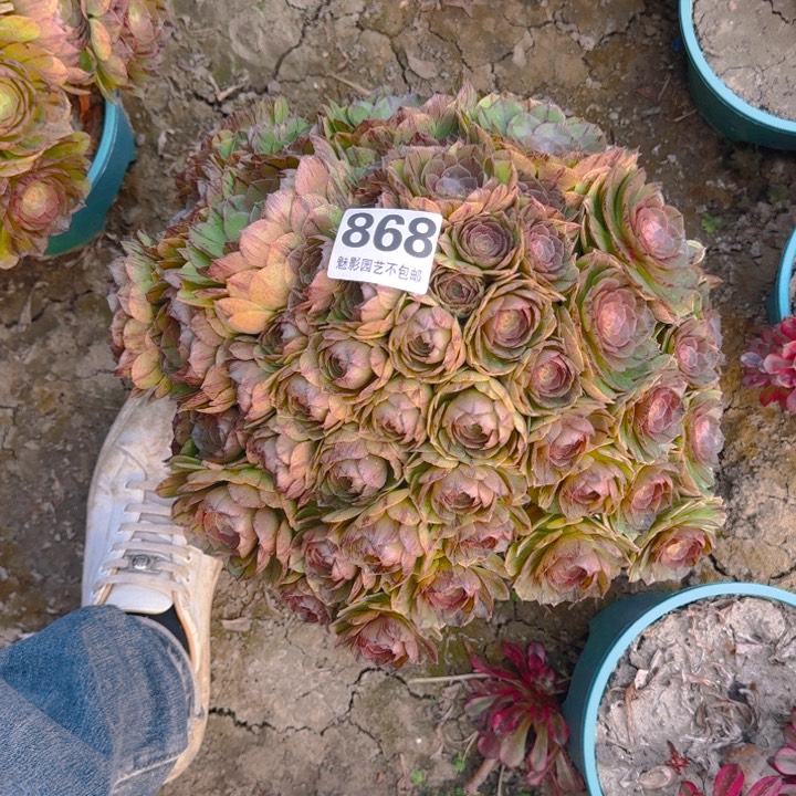 拉丝花29-46包邮花花