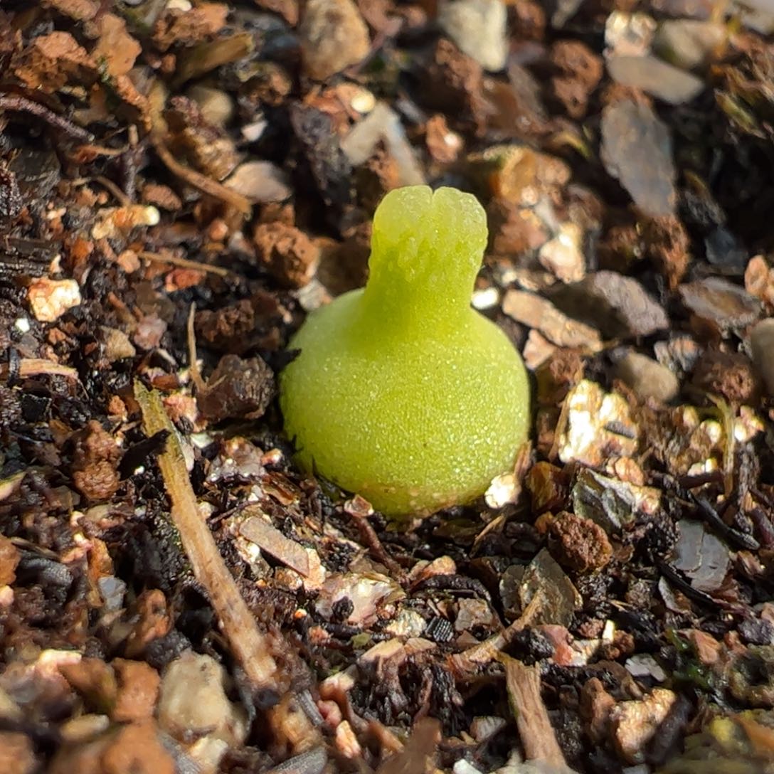 153多肉植物百科