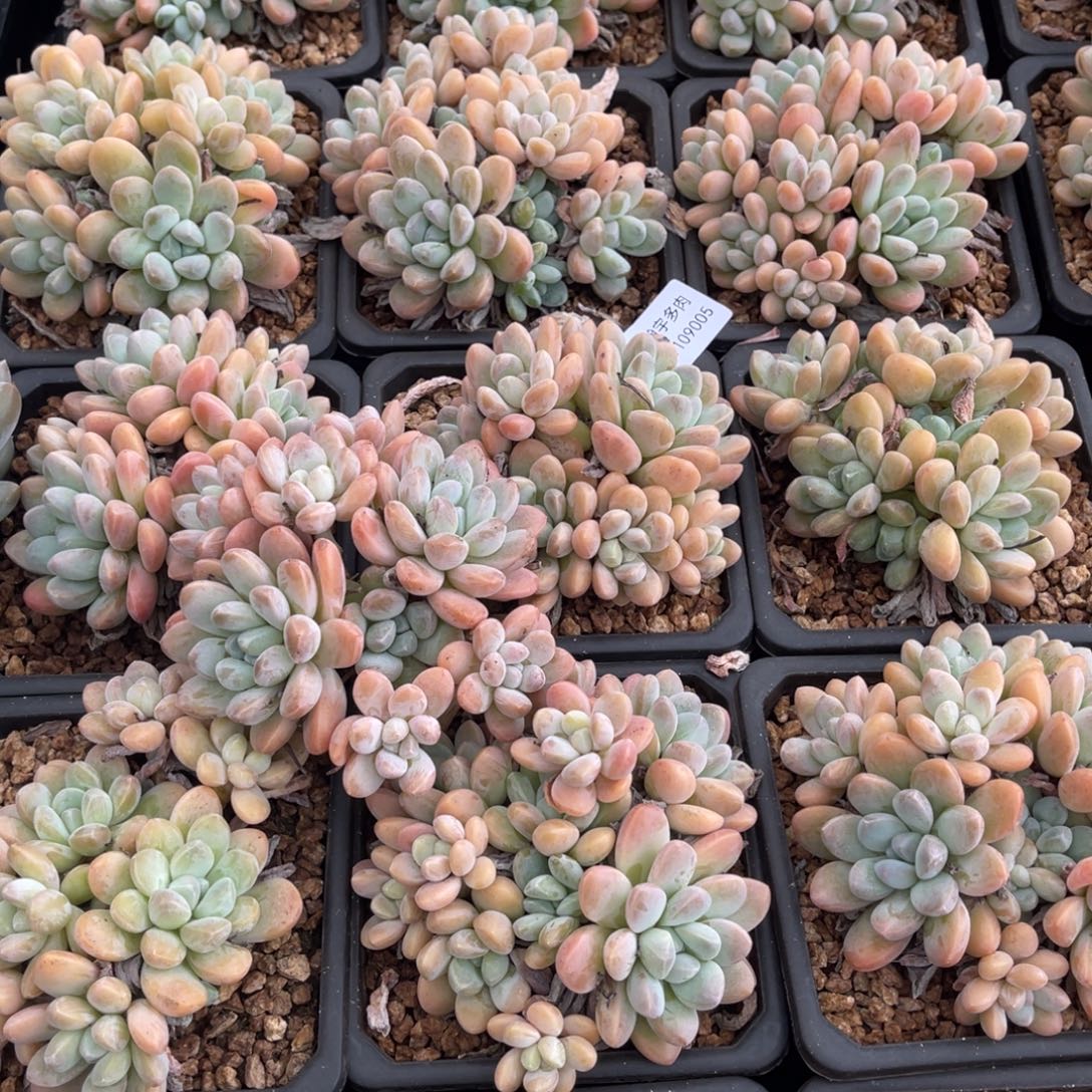 香玉大群老桩多肉植物05号