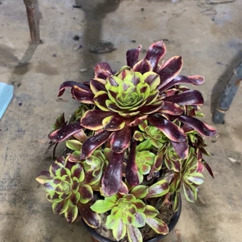 欧嘉莉多肉植物017