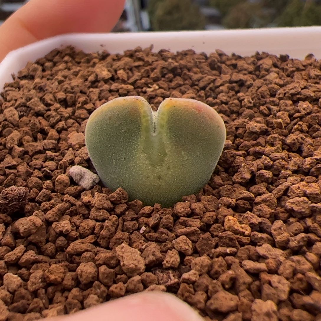 365号大眼空蝉2.9多肉