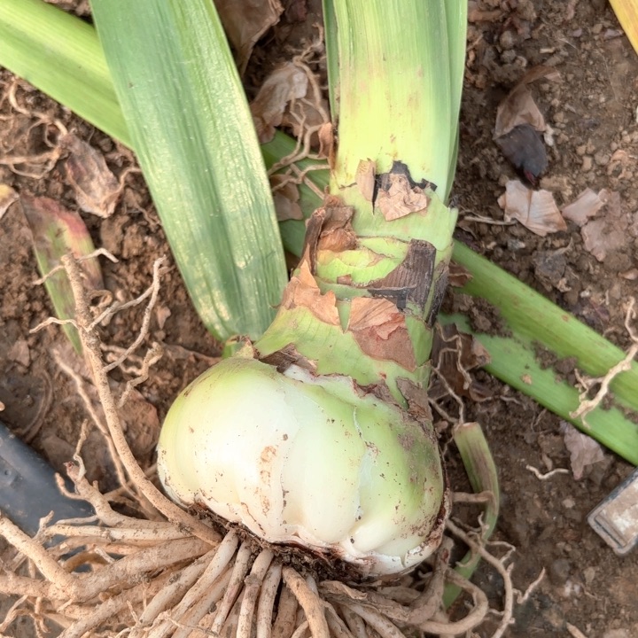 无花朵水彩画包对版