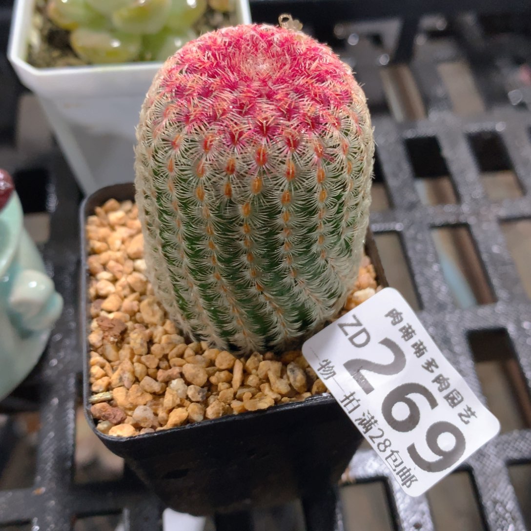 肉萌萌拇指盆精控多肉ZD269