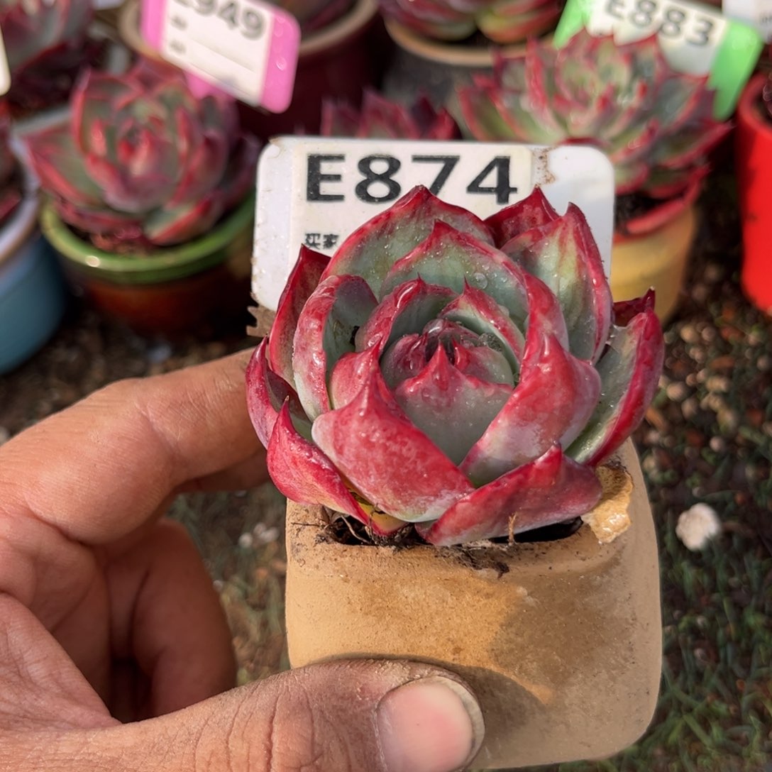 惊鸿一瞥874号多肉